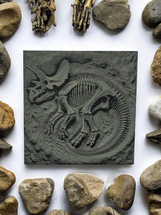 3D Effect Dinosaur Fossil Slate Coaster