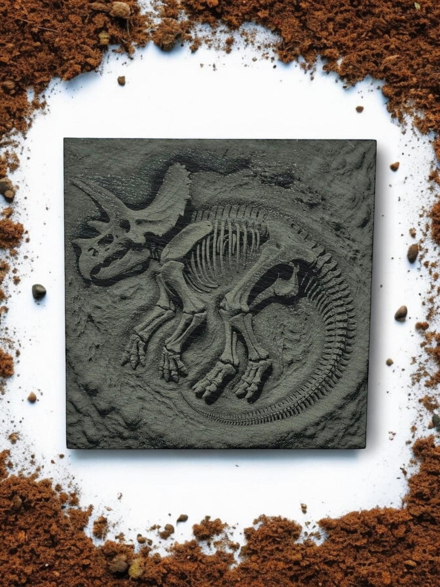 3D Effect Dinosaur Fossil Slate Coaster